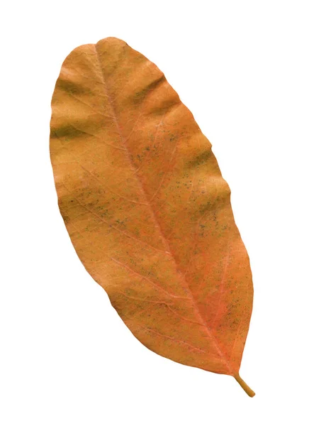 秋のブルーベリーを葉します ブルーベリーの葉分離ホワイト バック グラウンド — ストック写真