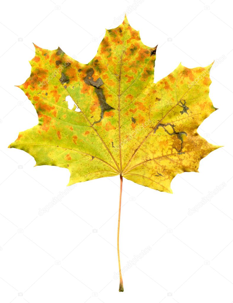 Maple autumn leaf isolated on a white background. Maple autumn leaf isolated.  Acer platanoides leaf isolated