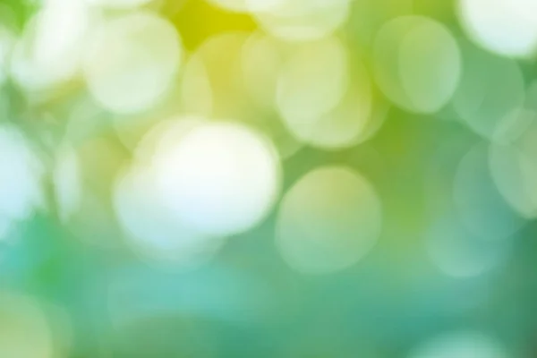 Green blurred background. Green bokeh out of focus foliage background. Fresh green bio abstract blurred background.