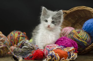Kedi yumağı ile oynuyor. Yün bir topla oynamayı yavru kedi. Bebek topu iplik ile oynayan yavru kedi. Bir top ile yavru kedi