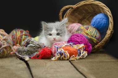 Kedi yumağı ile oynuyor. Şirin 12 haftalık kedi yavrusu yün bir topla oynamayı. Bebek topu iplik ile oynayan yavru kedi. Bir top ile yavru kedi