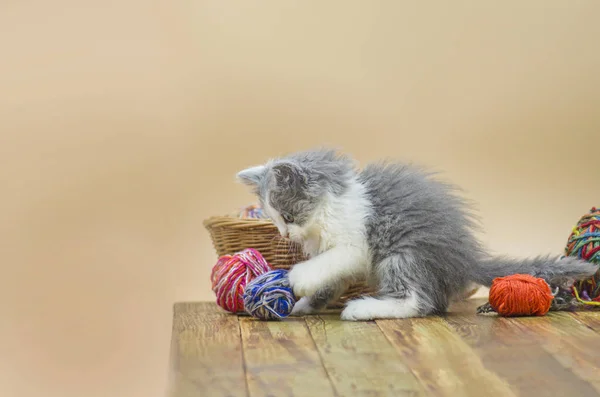 Cute Mały Kotek Maleństwo Kociak Gra Motka Drewnianą Podłogę Czarne — Zdjęcie stockowe