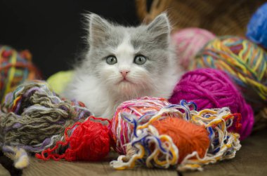 Kedi yumağı ile oynuyor. Yün bir topla oynamayı yavru kedi. Bebek topu iplik ile oynayan yavru kedi. Bir top ile yavru kedi