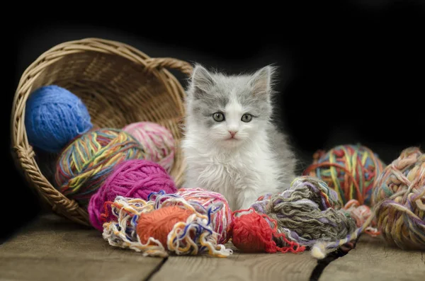 Siyah arka plan üzerinde iplik yumağı ile şirin yavru kedi. Bir iplik yumağı ile oynayan kedi