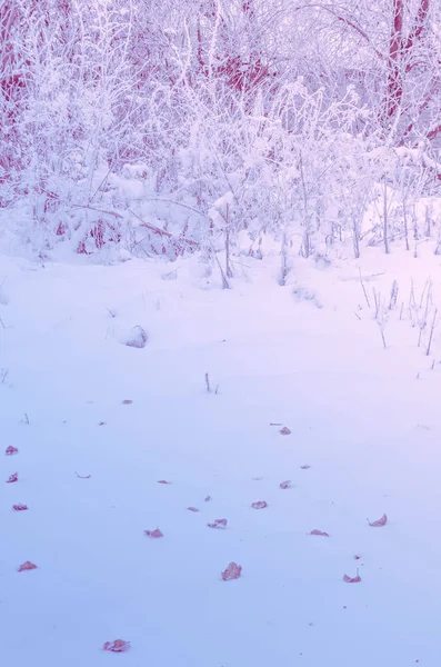 Růžový Čerstvý Sníh Texturu Pozadí Tónovaný Růžové Textury Svátek Valentýn — Stock fotografie