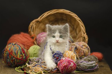 Siyah arka plan üzerinde iplik yumağı ile şirin yavru kedi. Bir iplik yumağı ile oynayan kedi
