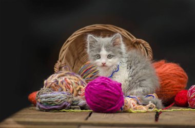 Siyah arka plan üzerinde iplik yumağı ile şirin yavru kedi. Bir iplik yumağı ile oynayan kedi