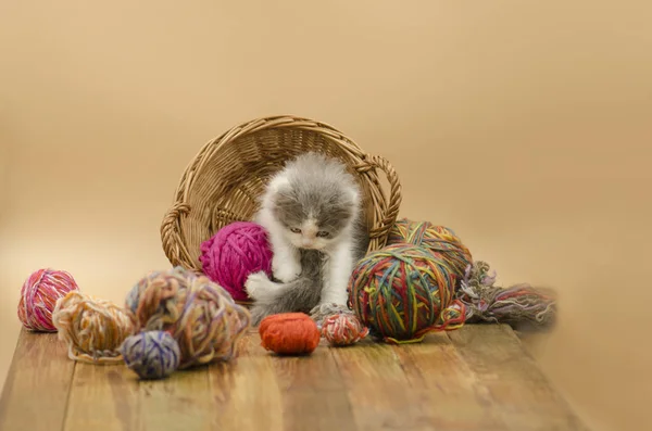Cute kitten on light background. Cute little kitten. Baby cat playing with ball of yarn on light background. Funny kitten and knitting. Knitting concept and place for text.