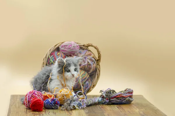 Cute kitten playing with balls of knitting wool yarn on orange background. Cute little kitten. Baby cat playing with ball of yarn on light background