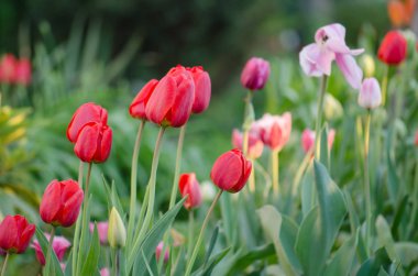 Kırmızı güzel lale. Kırmızı lale çiçek arka plan