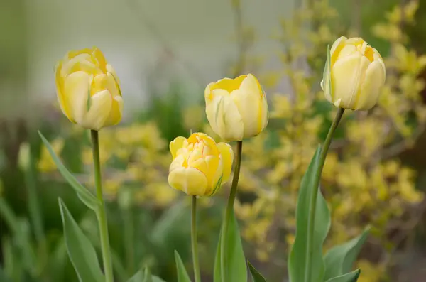Terry Yellow Tulips Beauty Apeldoorn Beautiful Yellow Tulip Green Background — Stock Photo, Image