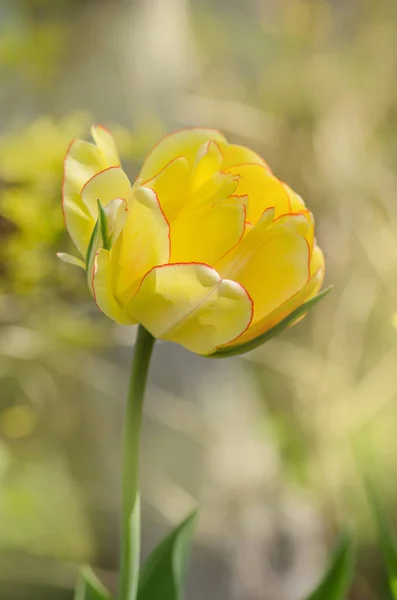 Peony Floriu Tulipa Amarela Tulipa Dupla Beleza Apeldoorn Tons Brilhantes — Fotografia de Stock