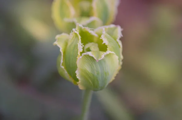 Bud Tulipa Fundo Verde Flor Tulipa Crescendo — Fotografia de Stock