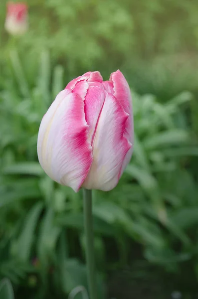 Perroquet Tulipe Rose Fleur Tulipe Perroquet Rose Dans Jardin — Photo