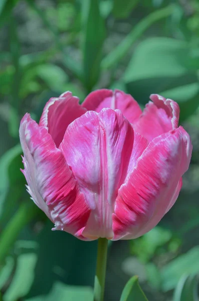 Pembe Güzel Tricolored Papağan Bahar Lale Süslü Papağan Laleler — Stok fotoğraf