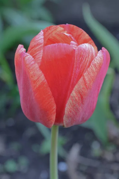 Rote Schöne Tulpe Rote Tulpen Blumiger Hintergrund — Stockfoto