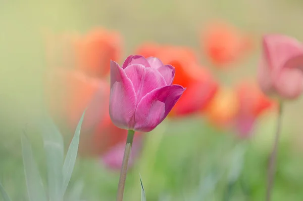 Red Beautiful Tulip Red Tulips Barcelona Green Leaves — Stock Photo, Image