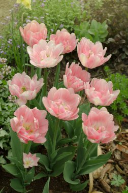 Tek Kişilik pembe şakayık lale bahçesinde. Güzel Çift Kişilik Pembe lale. Pembe şakayık çiçekli Çift Kişilik lale bir bulanıklık arka plan.