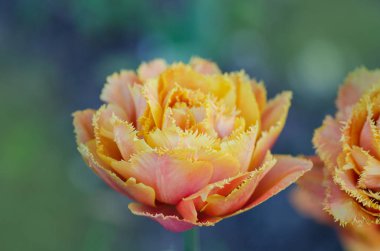 Duygusal dokunmatik lale. Saçaklı Lale çiçek şehvetli Touch