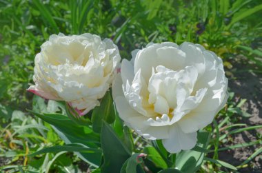 Beyaz saf Lale portre. Saçaklı yaprakları ile güzel Beyaz Lale 