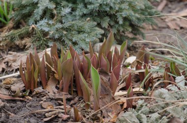Güneşli bahçe ve Lale çiçek bitki. Çiçek güzel bahar günü yatakta. Lale Bush