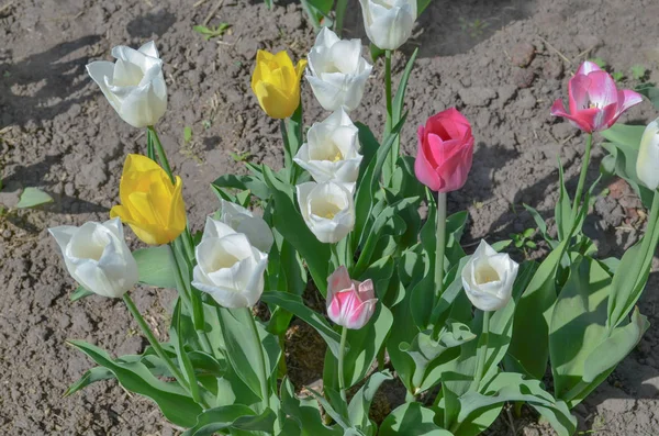 Mix of spring tulips flowers. Mixed color tulips in garden. Landscape with  tulip field. Multicolored tulip field. Tulip field in spring