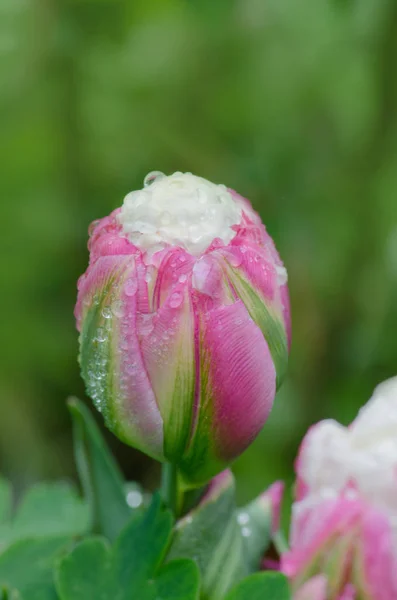 Tulipa Gelado Rosa Branca Incomum Bela Flor Primavera Bela Flor — Fotografia de Stock