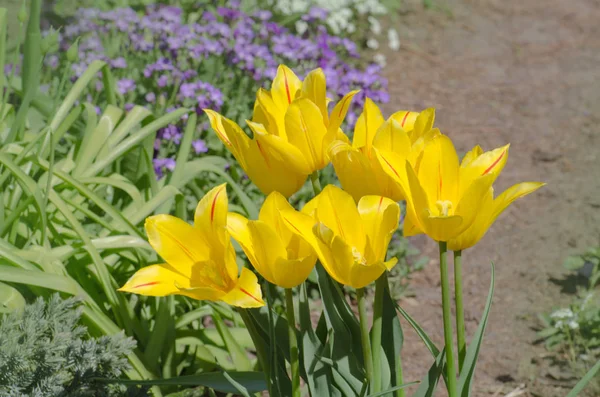 Tulip Yellow Beauty Parade Beautiful Yellow Tulips Beautiful Flower Bed — Stock Photo, Image