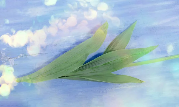 Зеленые Листья Тюльпана Лист Тюльпана Закрыть Листья Тюльпана Тюльпан Уходит — стоковое фото