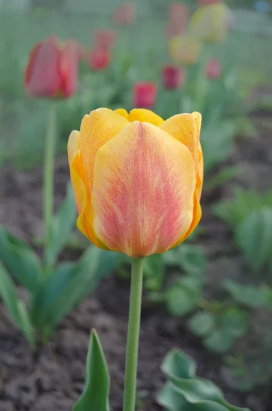 Tulipanes Planta Naranja Jardín Tulipanes Naranjas Cairo Floreciendo — Foto de Stock