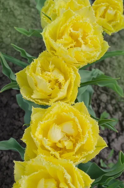 Terry Tulipanes Amarillos Hermoso Tulipán Amarillo Sobre Fondo Verde — Foto de Stock