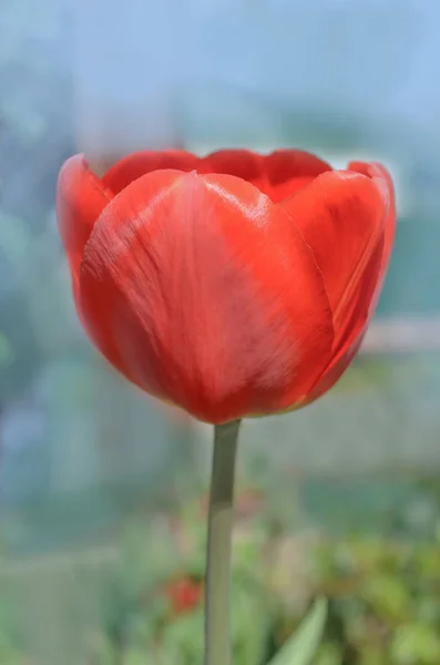Красные Тюльпаны Фоне Сада Красный Цветной Тюльпан Оксфорд — стоковое фото