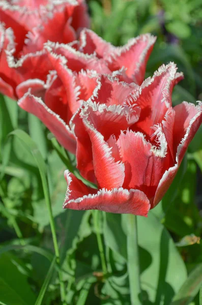 Pink Tulip Flower Bell Song White Fringes Petals — Stock Photo, Image