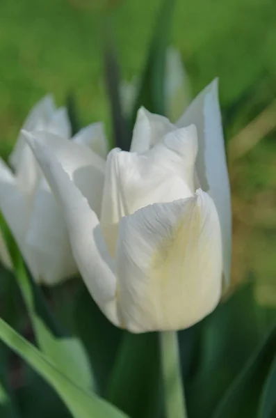 Lale Beyaz Prens Lale Çiçek Kapatın Klasik Beyaz Lale Şeklinde — Stok fotoğraf