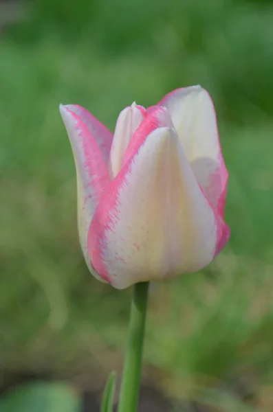 Tulipán Del Piero Tulipán Blanco Ampliamente Bordeado Rosa Los Pétalos —  Fotos de Stock