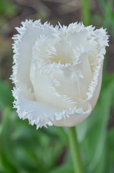 Lune Miel Blanche Frangée Tulipa Tulipe Blanche Frangée Pure Gros — Photo
