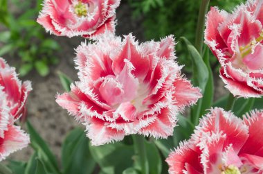 Pembe lale flowerbed üzerinde. Güzel terry saçaklı lale