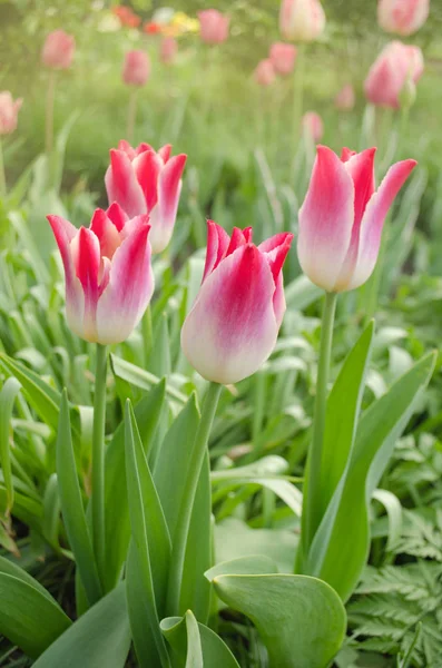 Tulipanes Forma Lirio Rosa Rosa Lirio Forma Tulipanes Susurrante Sueño — Foto de Stock