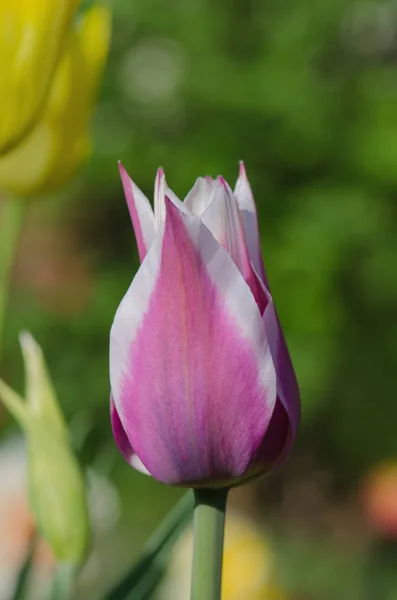 Flor Tulipa Fontainebleau Purpe Tulipa Afiada Com Tons Branco Cremoso — Fotografia de Stock