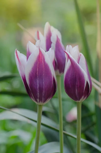 Violette Tulpe Mit Cremigen Weißtönen Fontainebleau Der Tulpenart — Stockfoto