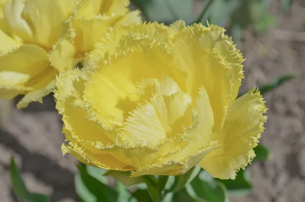 Tulipán Mon Amour Dvojité Lemovaný Žlutý Tulipán — Stock fotografie