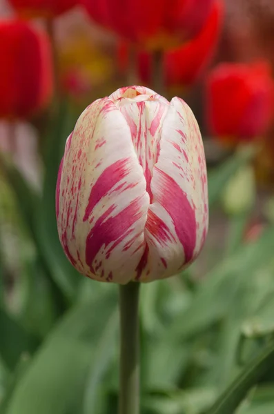 Blanc Avec Bande Rouge Sur Tulipe Pétale Tulipe Blanche Rayures — Photo