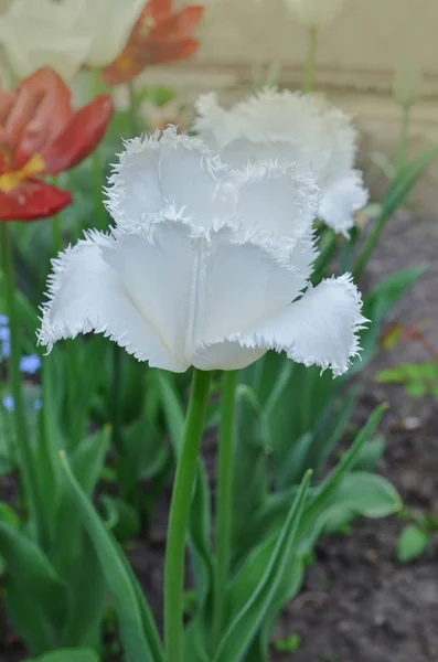 Tulipa Beyaz Balayı Saçaklı Beyaz Saf Lale Closeup Saçaklı Beyaz — Stok fotoğraf