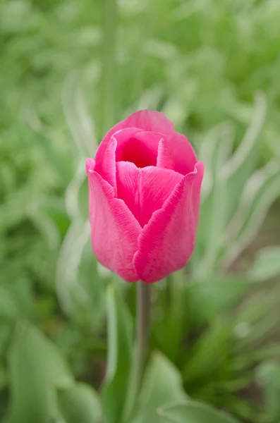 Красивый Розовый Тюльпан Цветок Тюльпанов Красивый Фон Цветущие Тюльпаны Красоты — стоковое фото
