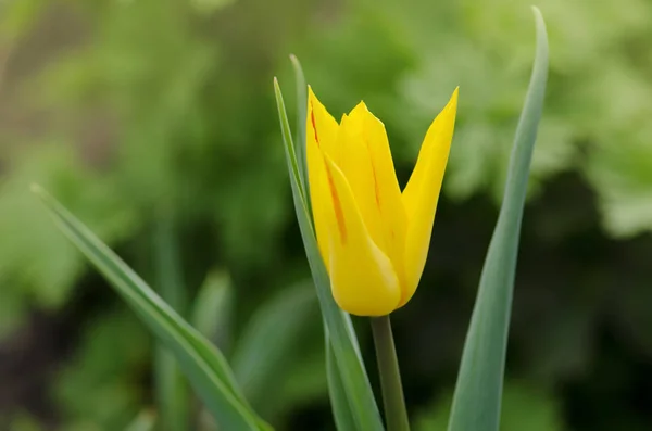 Tulipa Fiore Seattle All Aperto Giglio Fioritura Tulipano Colorato — Foto Stock