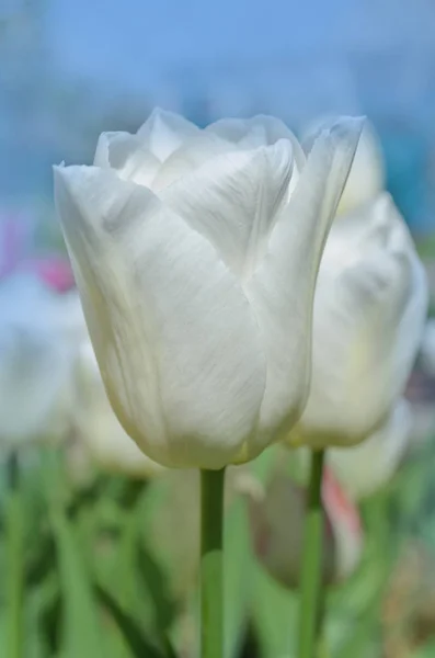 Tulip White prince. Tulip flower close up. Classically shaped white tulip