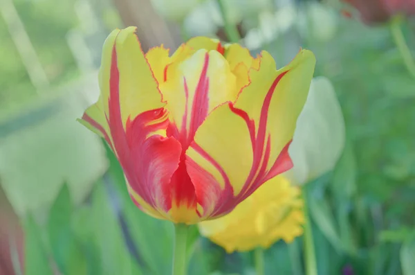 Rayas Brillantes Pétalo Jardín Primavera Con Tulipanes Rayados Hermosa Naturaleza — Foto de Stock