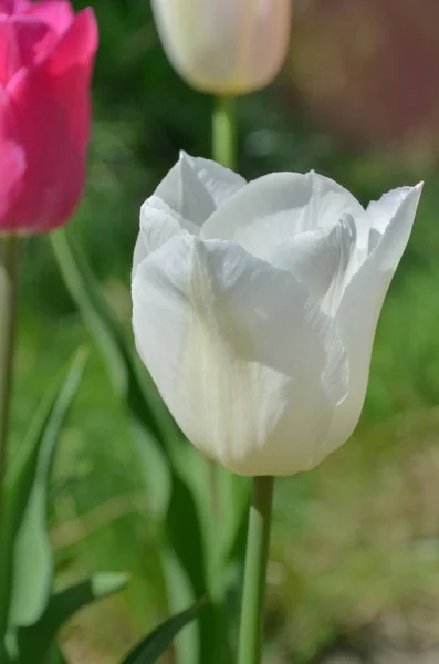 Lale Beyaz Prens Lale Çiçek Kapatın Klasik Beyaz Lale Şeklinde — Stok fotoğraf