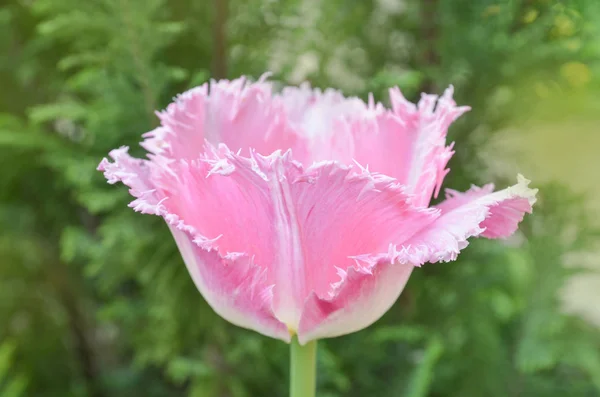 Pembe Beyaz Bahar Lale Çiçeği Lale Yeni Bir Görünüm Saçaklı — Stok fotoğraf