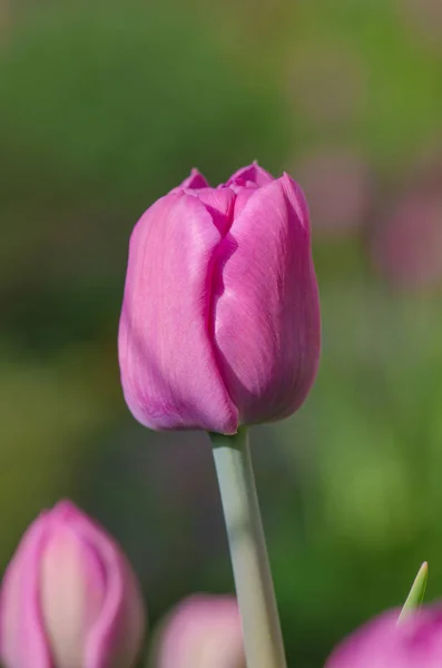 Frühling Schöne Lila Tulpenfeld Lila Pfingstrose Garten Lila Blühende Frühlingstulpen — Stockfoto